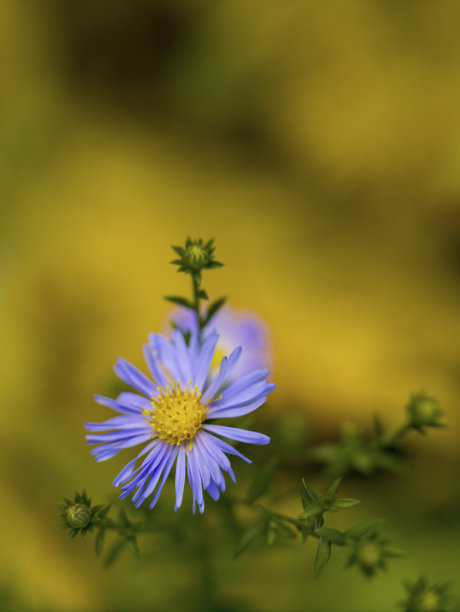 立秋菊花