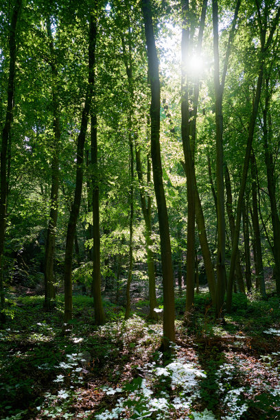 阳光照射的树林