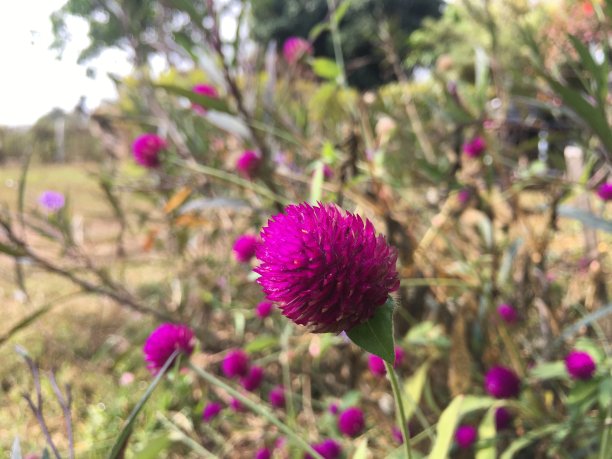 植物绿绒毯