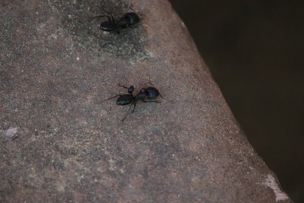 巨型蚂蚁