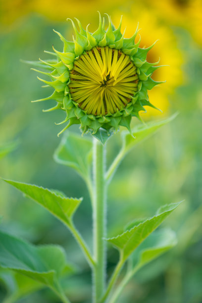 天空下的黄色雏菊