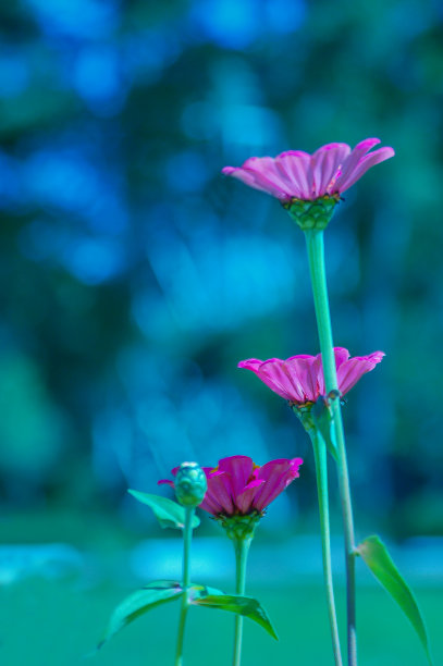 手捧花海报