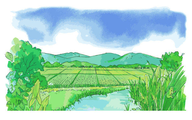 水稻插图