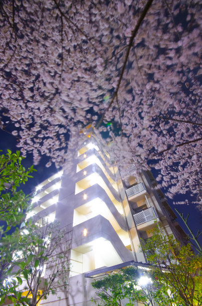 夜幕下的樱花树