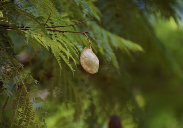 蓝花楹树