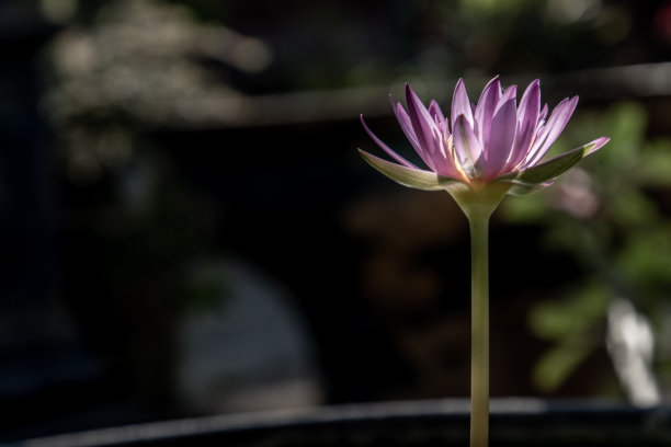 莲花叶素材