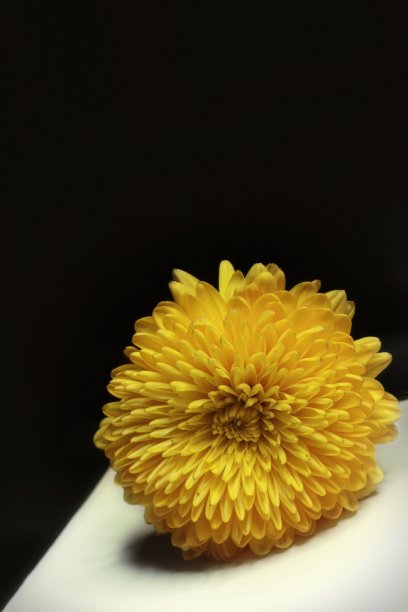 金光菊 花卉