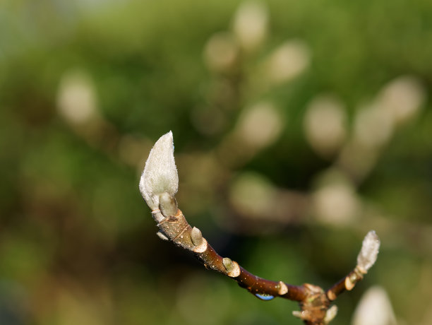 花朵花蕾上的雨滴