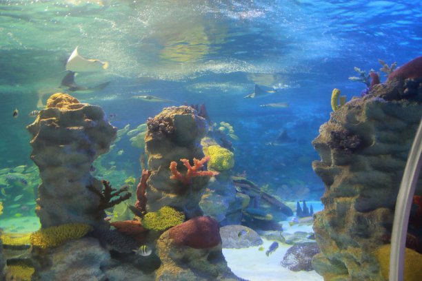 水底世界生态鱼缸
