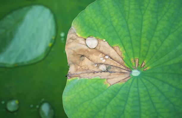 莲花素材