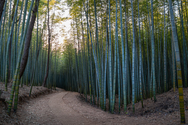 竹林风景图片