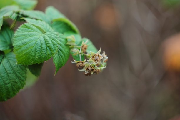 红色花朵背景