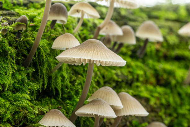 树干野蘑菇