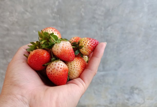 新鲜草莓采摘