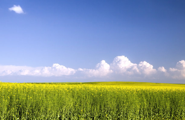 自然风景 油菜花 天空摄影图片