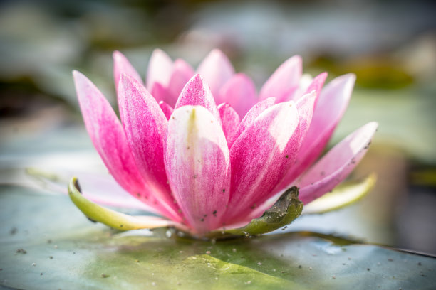 池塘中的莲花叶