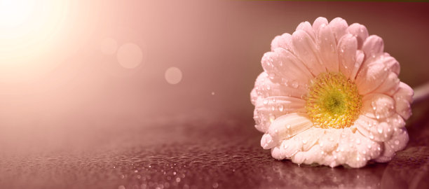 浪漫粉色非洲菊
