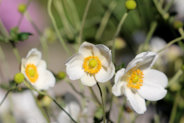 院子里的花