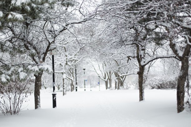 雪景树林