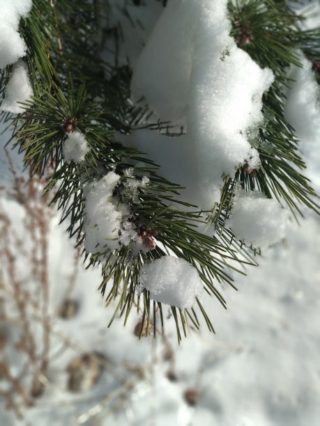 下雪叶子