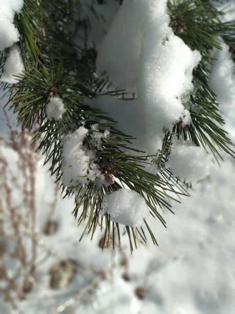 树枝上的冰晶