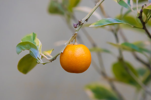 一串橘子