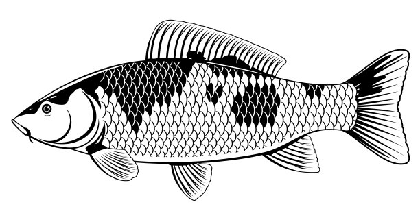 水池金鱼,高清大图