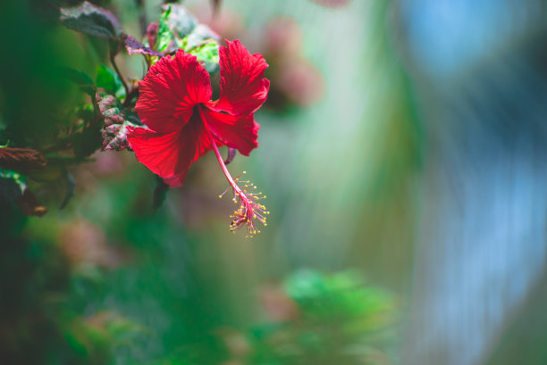 艳丽木槿花