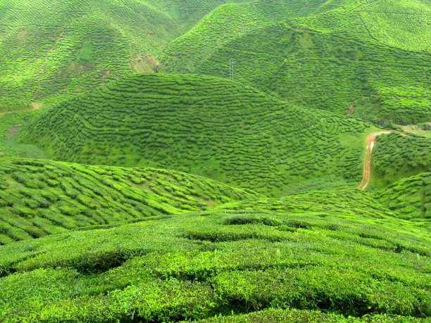 高山绿茶