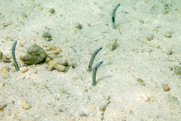 斑点海洋热带鱼