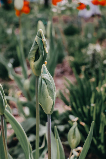 创意花纹