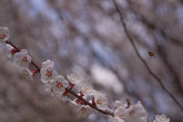 粉色杏花