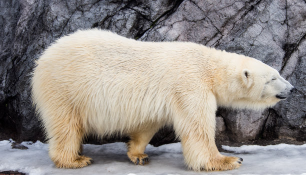 北极冰雪北极熊