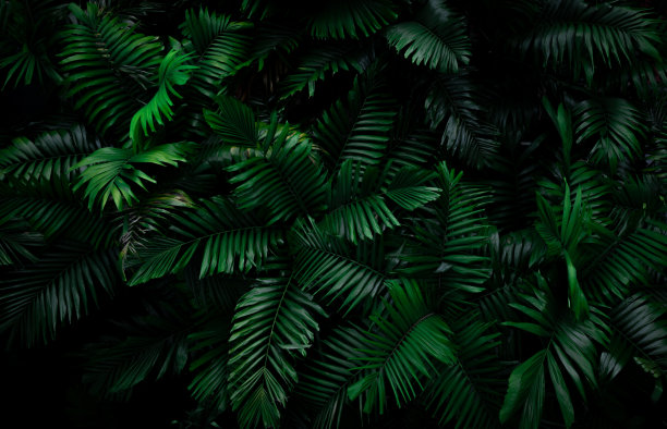 夜晚的热带雨林