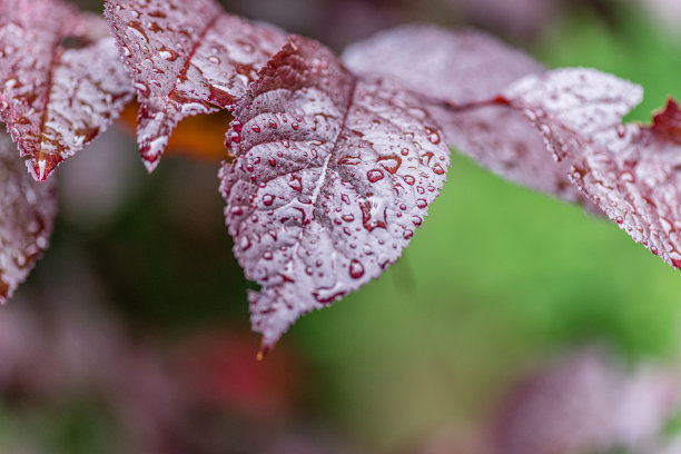 绿色小雨点