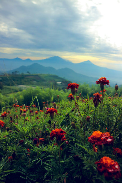 乡间花海美景