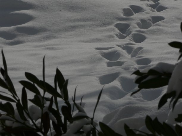 滑雪素材