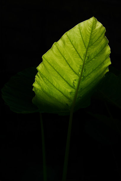 花纹大象