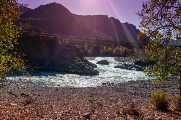 白桦林,全景图