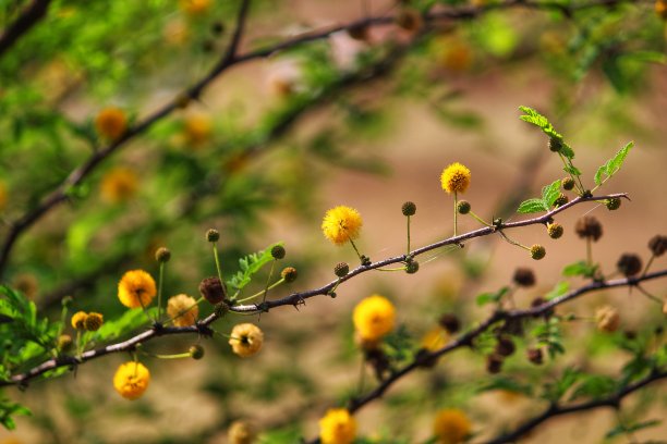 嫩叶春夏发芽