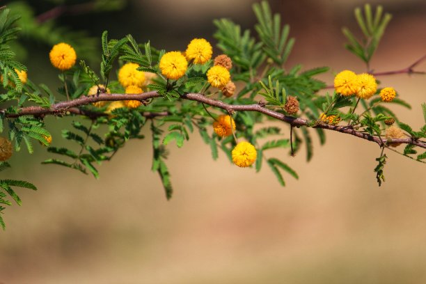 鲜黄色花