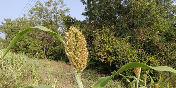 小米丰收季节