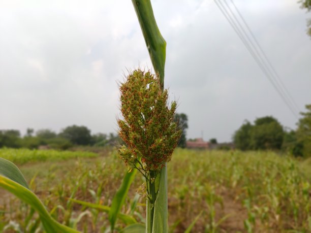 高粱米 食物摄影 实物摄影