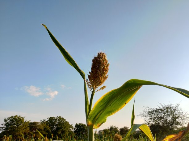 小米丰收季节