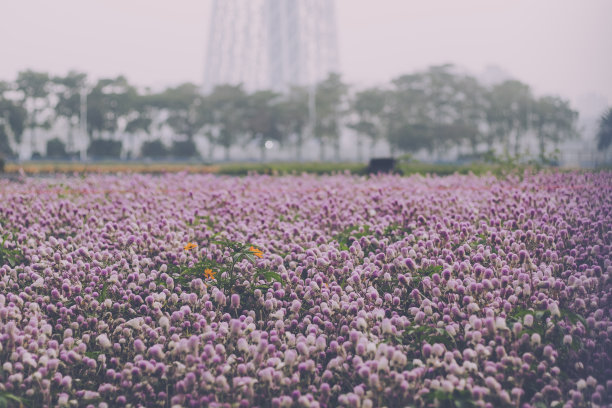 绿色花朵循环图