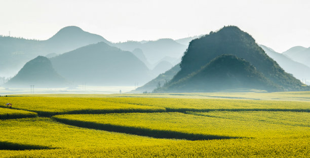 山和小黄花