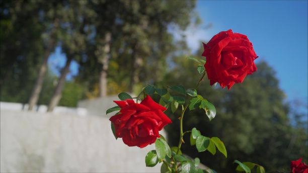 美丽的红色花（玫瑰）在白色背景上分离