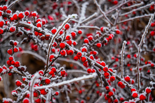 秋分霜降小雪冬大寒