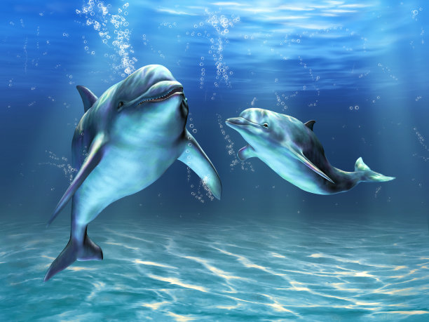 海豚和潜水员