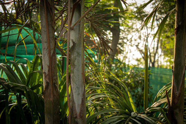槟榔竹